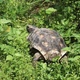 Illustration for article titled Keep Oppo Texas Tortoise!